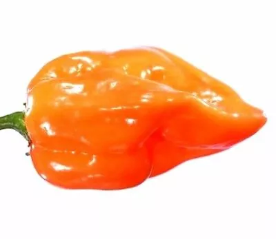 Orange Habanero Pepper Seeds - B68 • $2.29