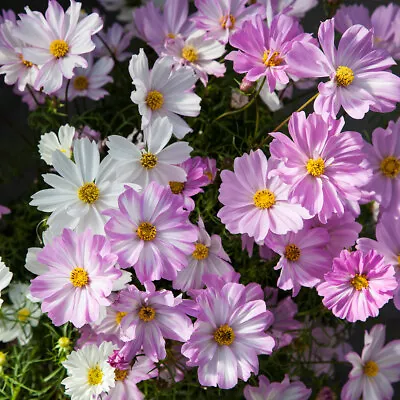 Cosmos 'Apollo Lovesong'. Plug Plant X 6. Ideal For Pots Pollinators & Cutting • £10.95