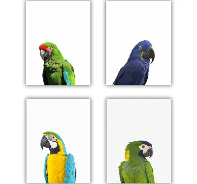 Macaws Parrots Birds Military Blue Yellow Audubon Wall Art Photo Prints Set Of 4 • $18