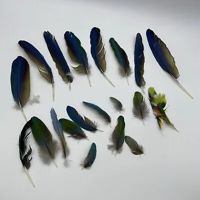 Macaw Tail Feathers Crafts Vibrant Red Blue/yellow. Naturally Molted Parrot Bird • $38.79