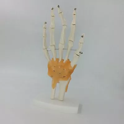 Human Hand Joint Model Anatomical Anatomy Hand Joint Orthopedics Model Medical • $28.99