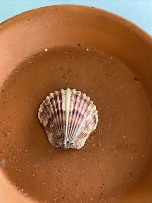 Scallop Sea Shells. Lot 16 • $2.99