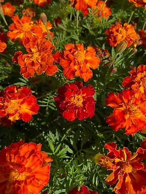French Marigold | 15-100+ Seeds | Non-GMO | Fresh Annual Flower | FREE SHIPING • $3.50