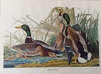 Mallard Duck Audubon Glossy Print 8-1/2  X 11-1/2  Glossy Print • $200