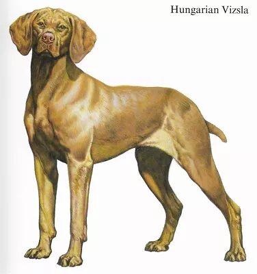 Hungarian Vizsla - CUSTOM MATTED - 1988 Vintage Dog Art Print - Cozzaglio • $15