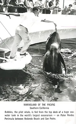 Marineland Of The Pacific Feeding Bubbles Pilot Whale RPPC Real Photo Postcard • $4.99