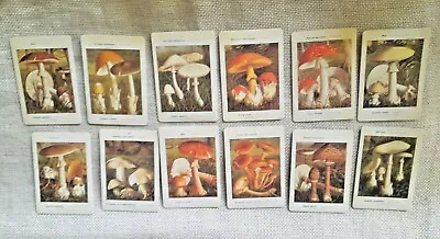 $12 • Buy Vintage Mushrooms Illustrated TN Stickers 12 Pieces, Travel Bullet Journal Craft