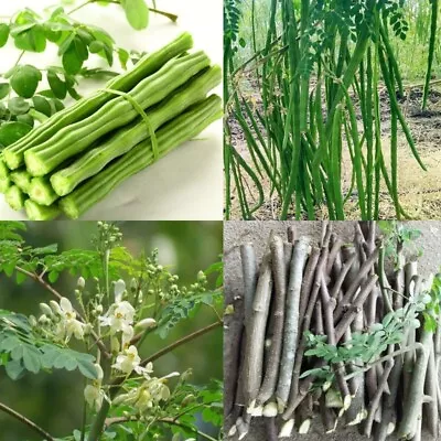 Moringa Oleifera New Organic Fresh Live Cuttings Fast Growing Easy To Grow Plant • $36.99