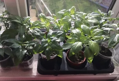 £8 • Buy Bangladeshi Naga Plants