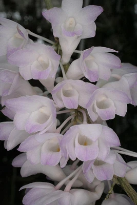 $14 • Buy ORCHID  - Dendrobium  Fairchildiae - RARE SPECIES