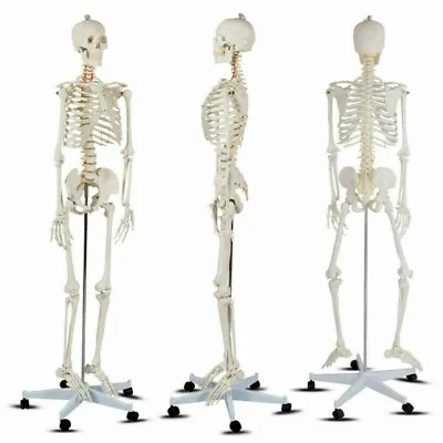 70.8  Life-size Skeleton Model Human Anatomy Medical Students W/Rolling Stand • $128.96