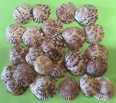 25 Mother Nature Miracle Sunburst Scallop Seashells Hand Picked Washed Polished • $19.95