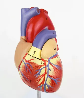 1:1 Human Heart Anatomy Model Anatomical Medical Circulation System Internal US • $48.40