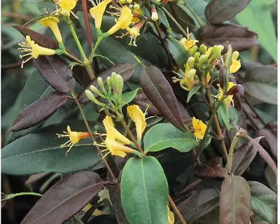 £9.99 • Buy Honeysuckle Climber Copper Beauty Evergreen Plant New Growth Copper 1 X 2 Litre