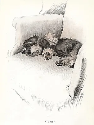£2.50 • Buy Dandie Dinmont Terrier Charming Dog Greetings Note Card Cute Pup In Chair