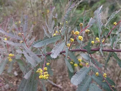 Acacia Baileyana Purpurea  Evergreen Shrub In 2L Pot  Or Mimosa • £15