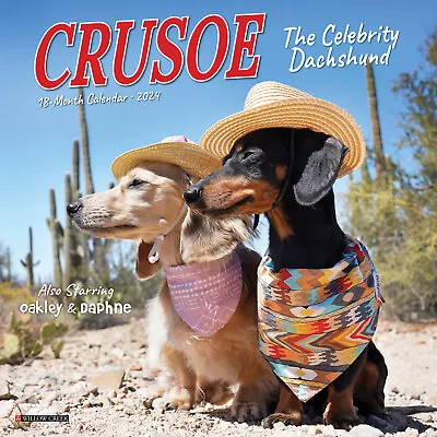 Crusoe The Celebrity Dachshund 2024 7  X 7  Mini Wall Calendar • £6.40