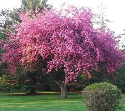 Kwanzan Flowering Cherry Tree - Live Potted Plant - 36-48  Tall - Prunus Kanzan • $69.95