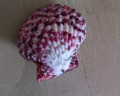 Pink Purple Cryptopecten Pallium  Royal Scallop Seashell Whole W/ Imperfections • $8.99