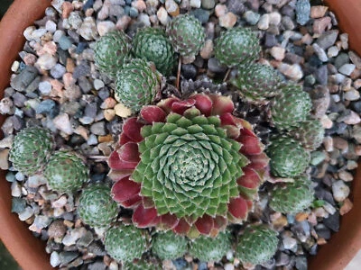 Sempervivum 'Mayfair'  (House Leek) 5cm Pot • £3.50