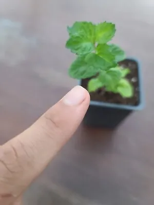 Curly Mint Starter Tiny Plant Live Plant Organically Heirloom  • $3.89
