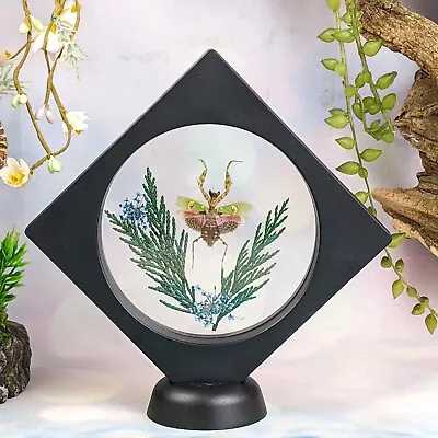 G79p Jewel Mantis Flowers Floating Dsply Entomology Taxidermy Oddities Curiosity • $32.39