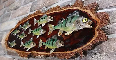 River Bass Taxidermy Wall Mount • $130