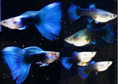 $24.99 • Buy 1 Pair - HB Blue Halfmoon - High Quality Live Guppy Fish - USA SELLER A++