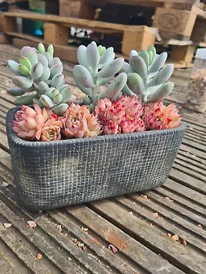 Grey Ceramic Trough Planter 22cm [empty] • £4.94