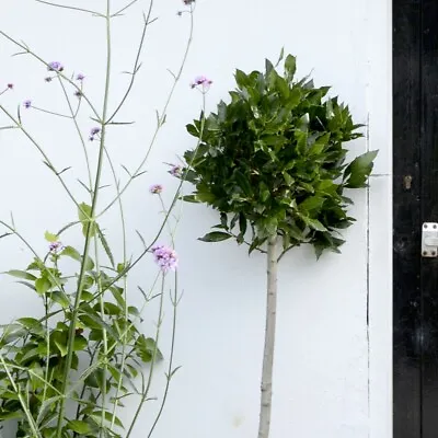 £113.99 • Buy Suttons Bay Tree Plants Decor Cottage Garden 70cm 1 X 2 Litre Potted Plant