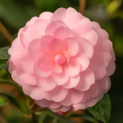 Camellia Happy Birthday 2 Litre Pink Flowers Great Plant Gift For Gardeners • £16.95