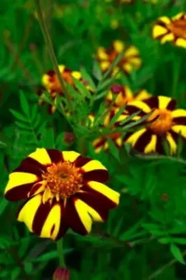 French Marigold COURT JESTER Harlequin Tall Beneficial Plant Non-GMO 100 Seeds! • $3.25