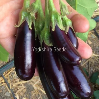 80x Aubergine Violet Little Fingers Seeds - Vegetable • £1.99