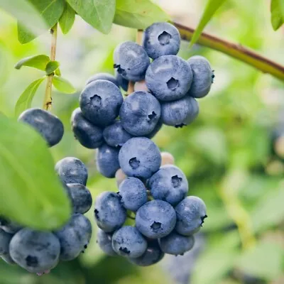 T&M NEW Blueberry Fruiting Plant Garden Hardy Duke Range 9cm 3L Or 10L Pots • £31.99