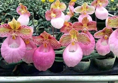 $95 • Buy Orchid Species Paph Micrathum  With Spike