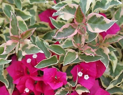 Bougainvillea - 'Raspberry Ice' • $8.49