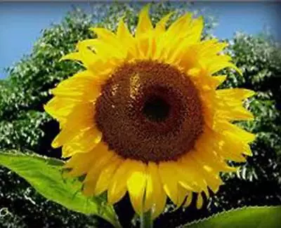 SUNFLOWER MAMMOTH RUSSIAN 100 SEEDS NEWLY HARVESTED 7-10 Foot Tall • $4.49