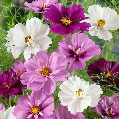 25 Fizzy Mix Cosmos Seeds • £2.39