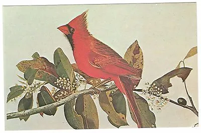 $4.49 • Buy The Cardinal Kentucky State Bird Plate # 159 By John James Audubon Postcard Vg
