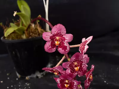 $115 • Buy Select Barrita Orchids Sarcochilus INDP/129