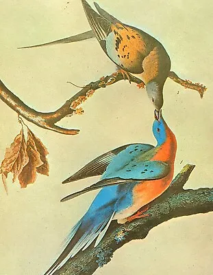 John James Audubon Birds PASSENGER PIGEON Vintage Art Book Plate 36 • $13.49