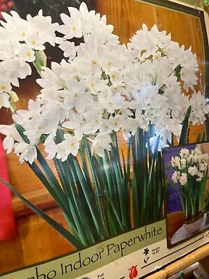 Ziva Paperwhites Narcissus 25 BULBS Indoor Forcing White Daffodil • $20