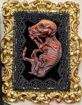 Mummified Piglet Taxidermy Fetal Pig Oddities Art Ooak Gold Ornate Frame  • $95