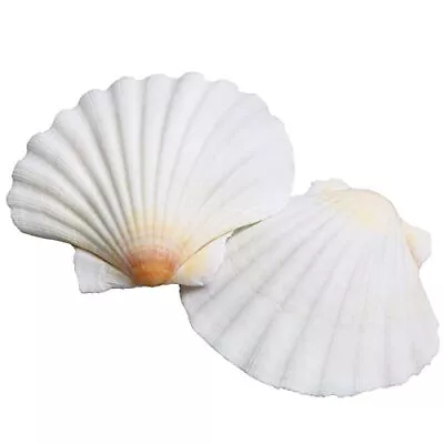 Scallop Shells White Natural Sea Shells For Crafts 16pcs 2.7-3.5 Inches Seash... • $21.96