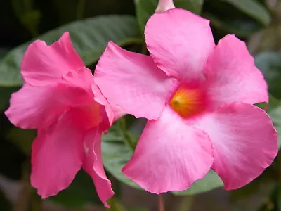 Pink Brazilian Jasmine Plant - Mandevilla - 4  Pot • $16.99