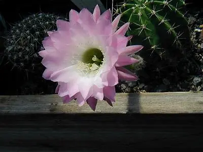 1 Large Easter Lily Cactus -Echinopsis Subdenudata 25 Year Specimen-Pink Trumpet • £24.75