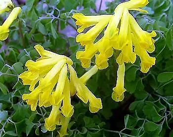 $3.99 • Buy Yellow Bleeding Heart 20 Seeds - Corydalis Lutea - SHADE