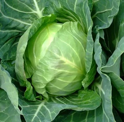 Copenhagen Market Early Cabbage Seeds NON-GMO Variety Sizes FREE SHIPPING • $1.69