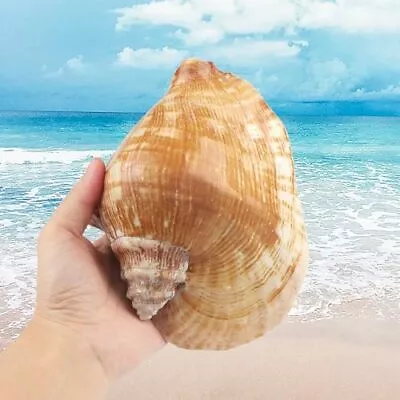 Large Natural Sea Shells Huge Ocean Conch 7-8 Inches Jumbo Seashells  • $18.21