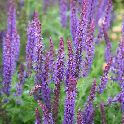 SALVIA X Sylvestris ‘Mainacht’ A.G.M. - Hardy Perennial Plant - Ex 9cm (P9) Pot • £5.50